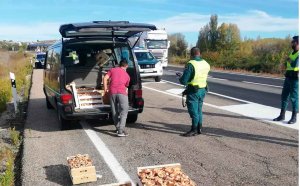 Las setas decomisadas ya suman más de 700 kilos