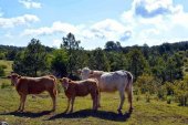 Los ganaderos de Almarza defienden adjudicación de pastos