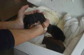 Investigado por maltratar a cachorros de perro Investigado por maltratar a cachorros de perro