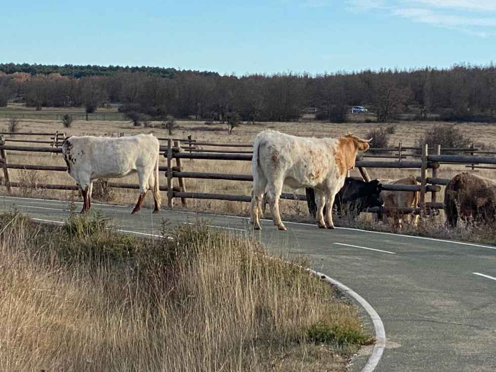 El PP reitera queja por vacas sueltas en Valonsadero El PP reitera queja por vacas sueltas en Valonsadero