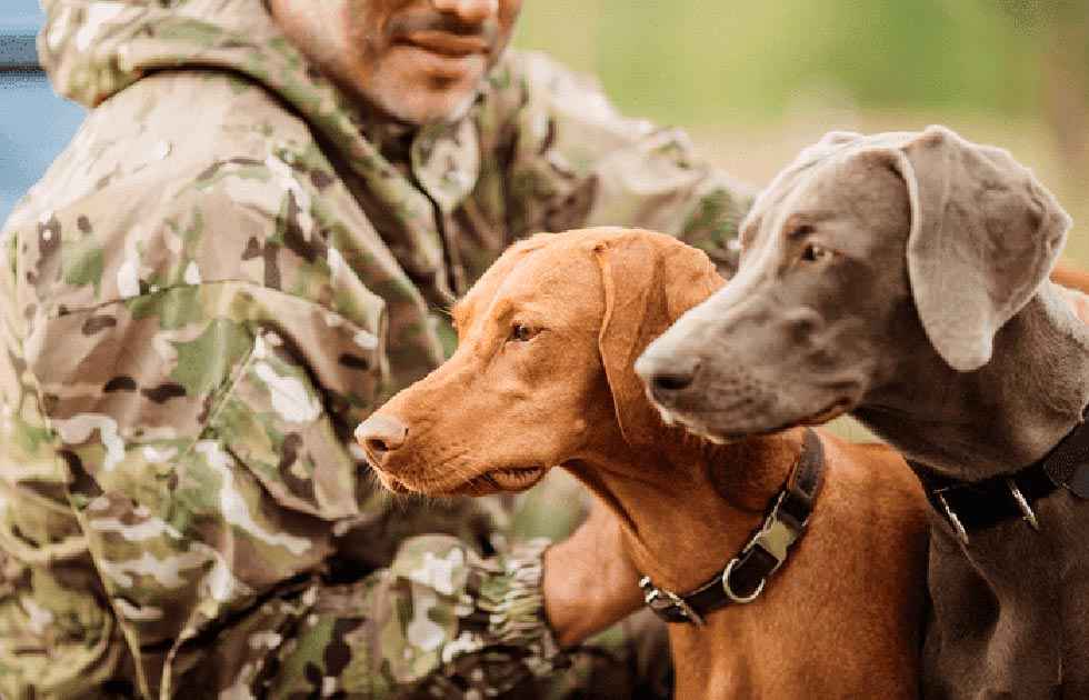 Los cazadores rechazan ley que prohibirá criar perros