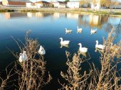 Detectado virus aviar en laguna de El Bohodón