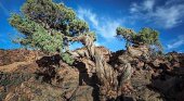 Un cedro canario, el árbol más viejo de Europa
