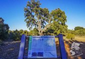 Excursión para conocer la encina más antigua de España 