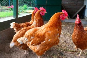 Declarado foco de gripe aviar en Valladolid