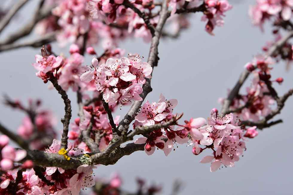 Los cerezos anuncian la primavera - fotos
