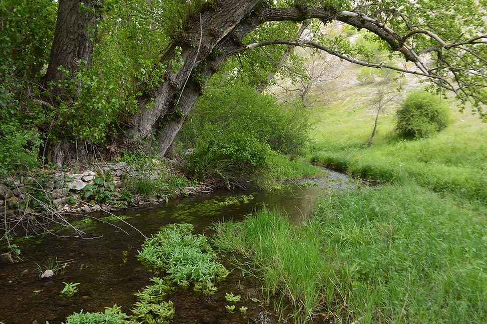 El 42 por ciento de provincia es superficie forestal