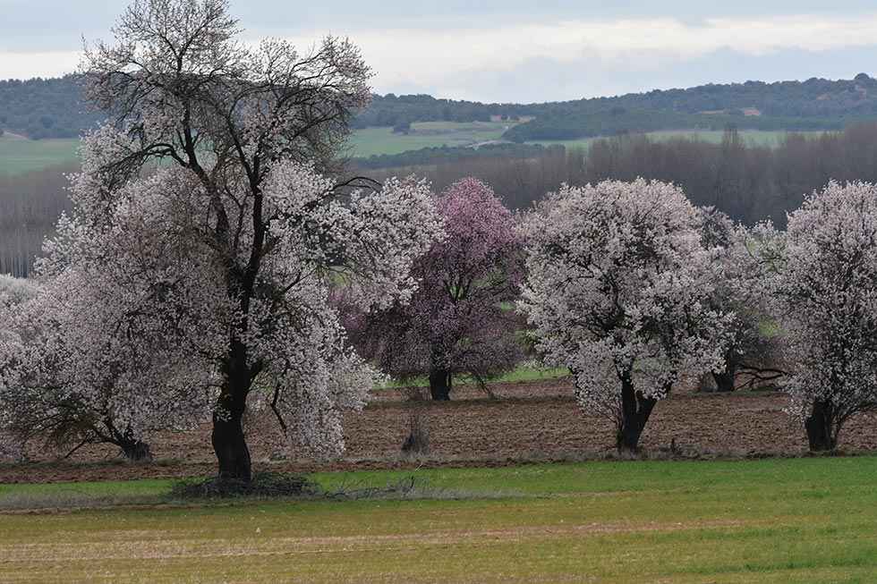 Entre San Esteban y El Burgo - fotos