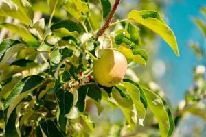 Presentadas las II Jornadas de las Manzanas de Soria