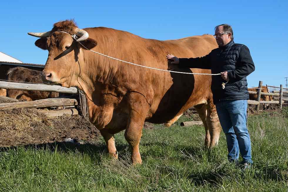 El buey más grande de España El buey más grande de España