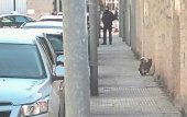 Recogen un buitre en una calle de Soria Recogen un buitre en una calle de Soria