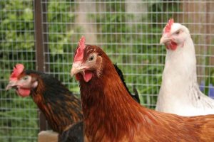 Europa da por extinguido brote de gripe aviar
