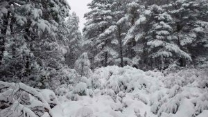 Notable nevada en Urbión