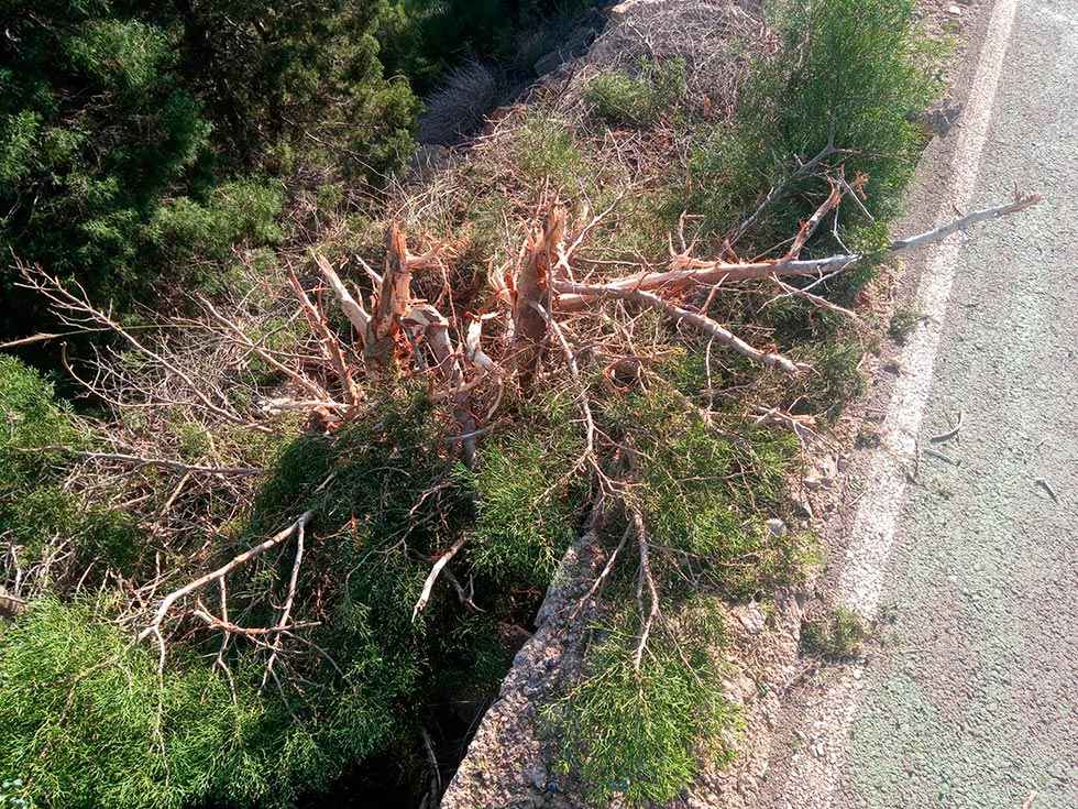 Denuncian desbroce "salvaje" en espacios protegidos Denuncian desbroce "salvaje" en espacios protegidos
