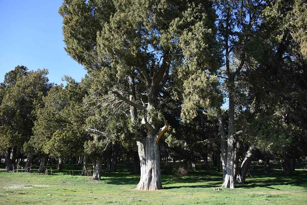 Visita al sabinar de Calatañazor - fotos