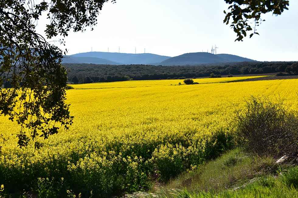 Campos de colza, en Matalebreras - fotos