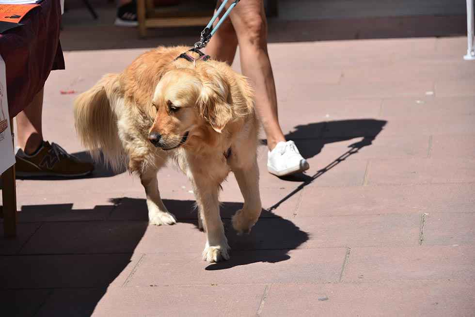 Las mascotas celebran su feria Las mascotas celebran su feria
