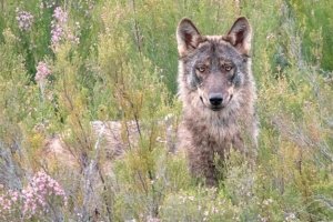 Presentación de un libro sobre el lobo