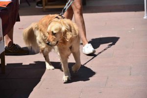 Las mascotas celebran su feria