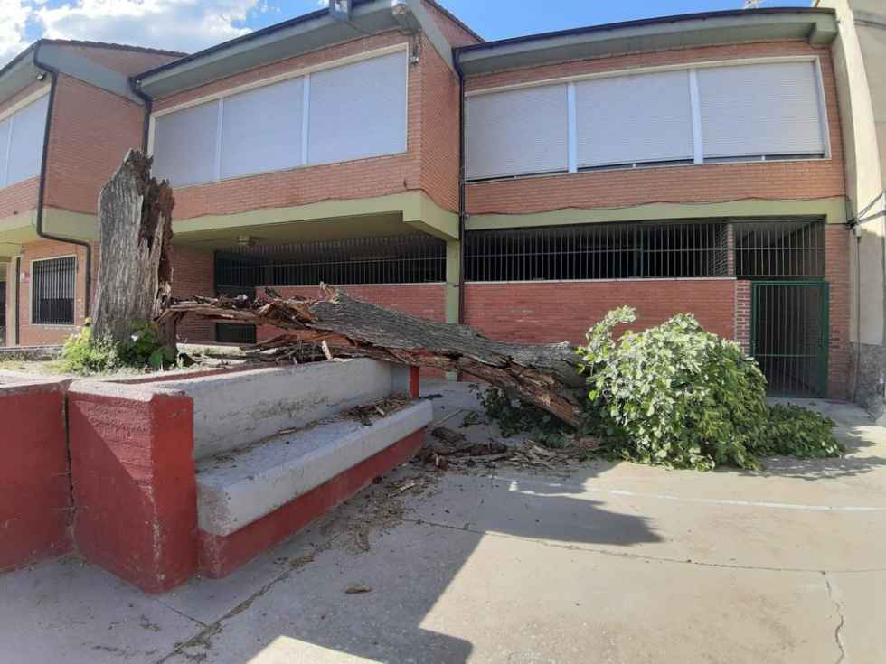 El viento derriba tilo centenario en Tardelcuende