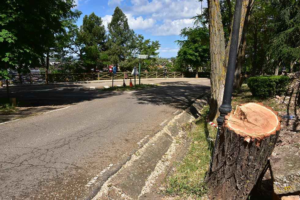 Primera tala de árboles en castillo - fotos