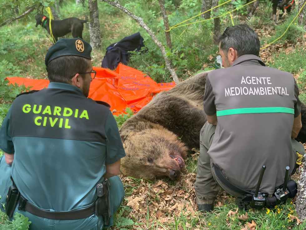Operativo para localizar osos despeñados en montaña Operativo para localizar osos despeñados en montaña