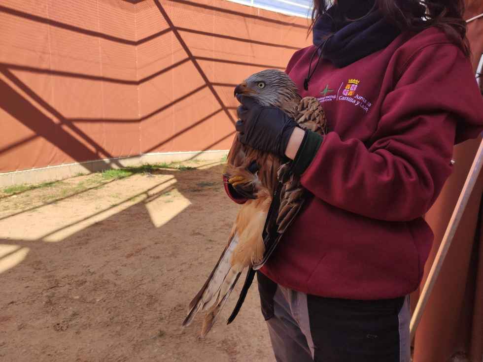 Más de 6.000 ejemplares de fauna silvestre recuperados