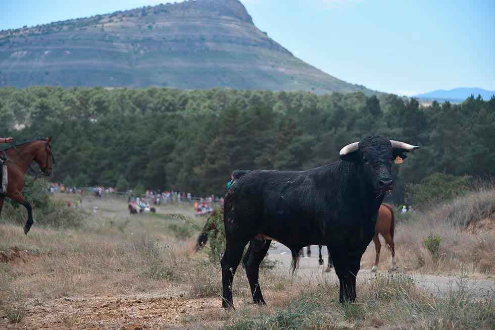 San Juan 2022: la tarde de La Saca - fotos