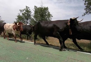 Versión municipal de altercado con vaca en Valonsadero