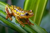 Charla y excursión para conocer los anfibios de Almazán