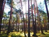 La provincia aumenta su superficie forestal