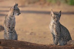 La población de lince ibérico se recupera