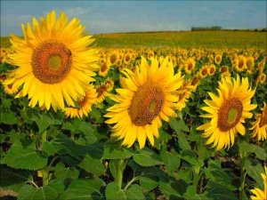 Asaja demanda un plan agroambiental para girasol