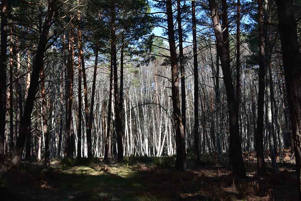 Baños de bosque en Pinares