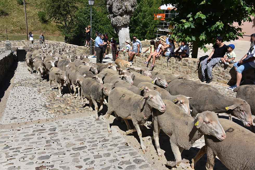 Oncala: Fiesta de la trashumancia - fotos