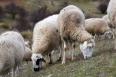 Critican acuerdo desleal para sector del ovino