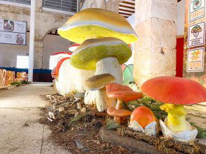 El Mycological Summer Tour llega a Bayubas de Abajo