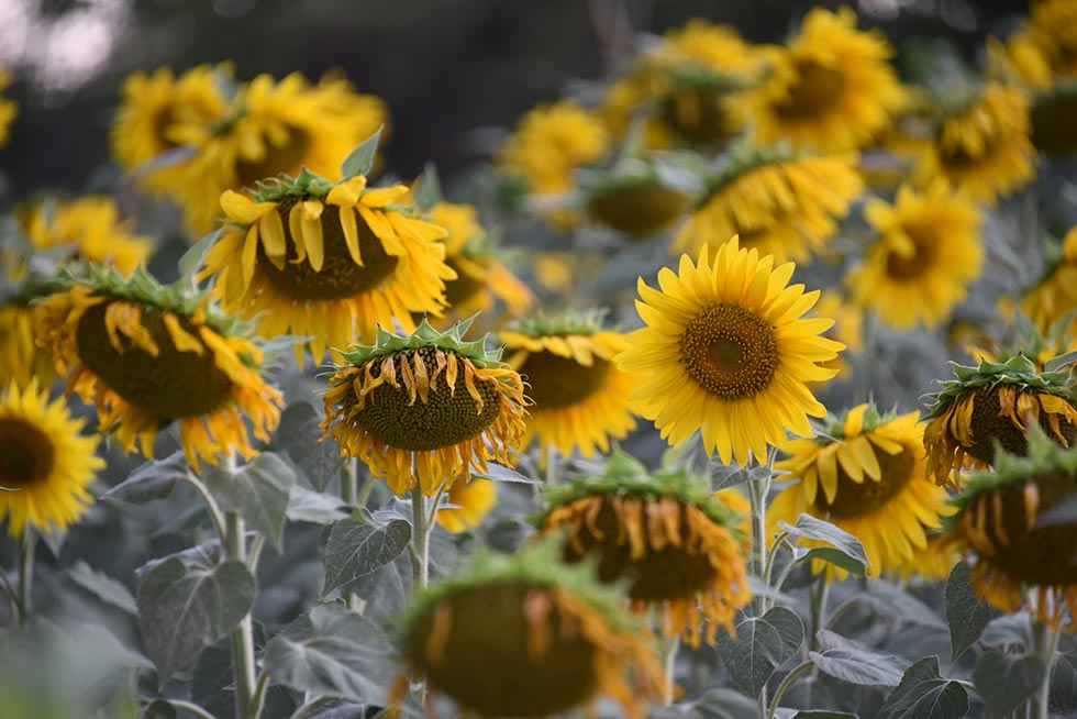 Campo de girasoles en Noviercas - fotos