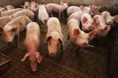 Nueva jornada sobre obligaciones medioambientales en porcino