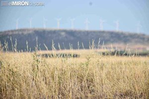 Asaja tramita recurso contra prohibición de cosechar