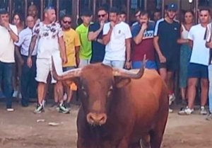 Grave cogida en encierro de Torrejoncillo