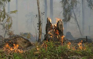 Criticas a política ambiental que genera incendios