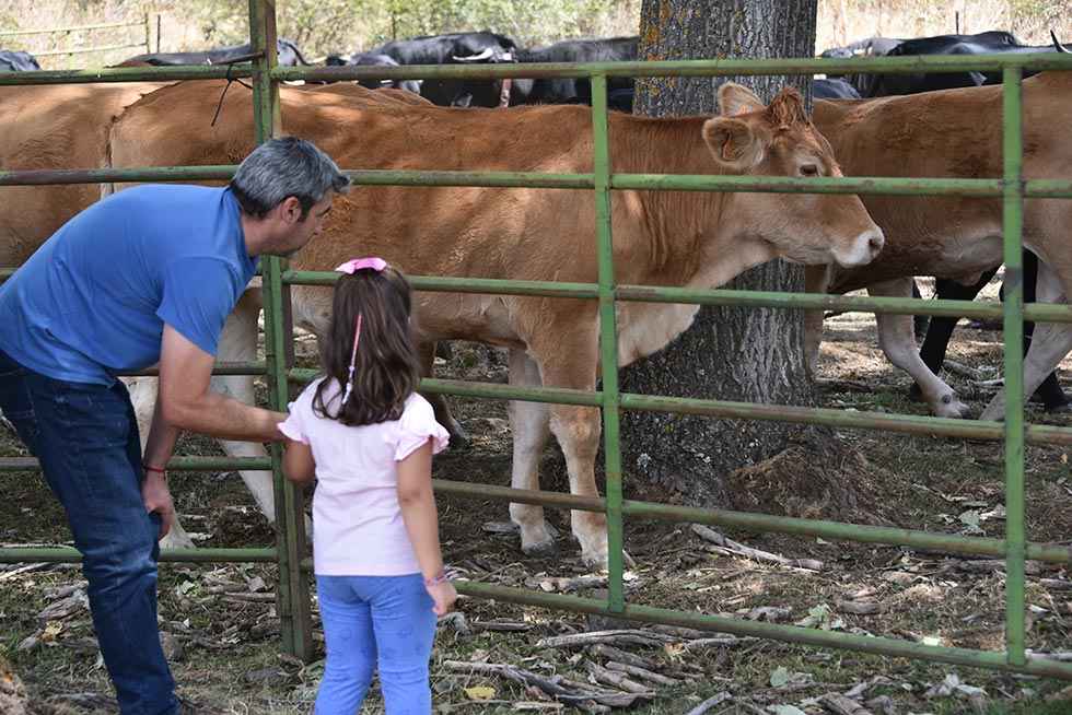 Vinuesa celebra su feria ganadera - fotos