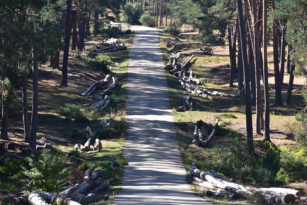 Cabrejas del Pinar, vocación forestal - fotos
