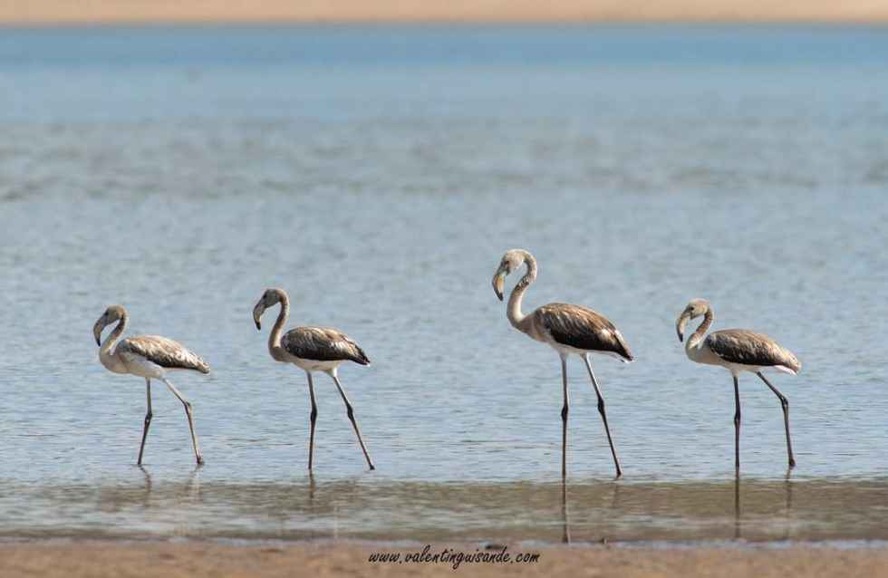 Los flamencos continúan en la Cuerda del Pozo