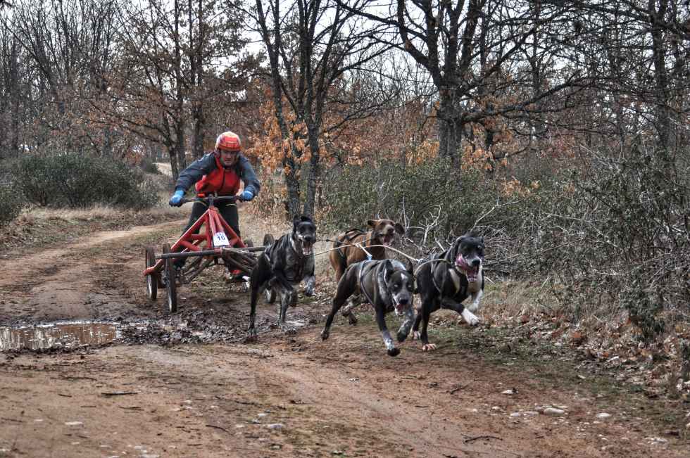Tres mushers sorianos en Campeonato de Europa Tres mushers sorianos en Campeonato de Europa