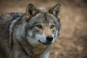Las quejas sobre regulación del lobo llegan a Bruselas