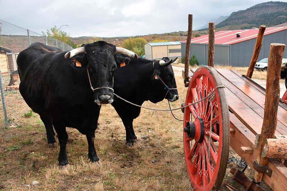 TRIBUNA / La vaca serrana, negra y soriana