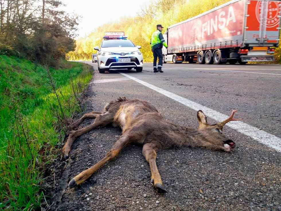 A la cabeza de siniestros por animales 