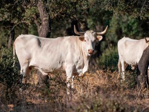 El pastoreo, aliado del bosque frente al cambio climático